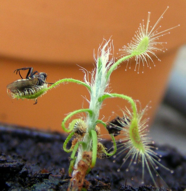 Drosera scorpioides