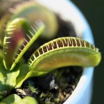 Dionaea. Venus Flytrap