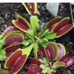 Dionaea. Venus Flytrap