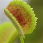 Dionaea. Venus Flytrap