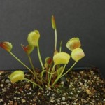 Dionaea. Venus Flytrap