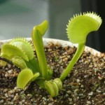 Dionaea. Venus Flytrap