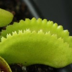 Dionaea. Venus Flytrap