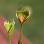 Dionaea. Venus Flytrap