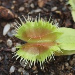 Dionaea. Venus Flytrap