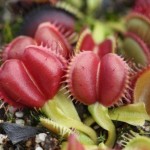 Dionaea. Venus Flytrap