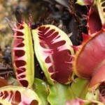 Dionaea. Venus Flytrap