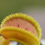 Dionaea. Venus Flytrap