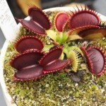 Dionaea. Venus Flytrap