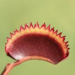 Dionaea. Venus Flytrap