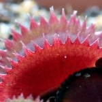 Dionaea. Venus Flytrap