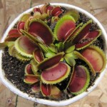 Dionaea. Venus Flytrap