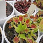 Dionaea. Venus Flytrap