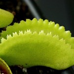 Dionaea. Venus Flytrap