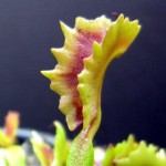 Dionaea. Venus Flytrap