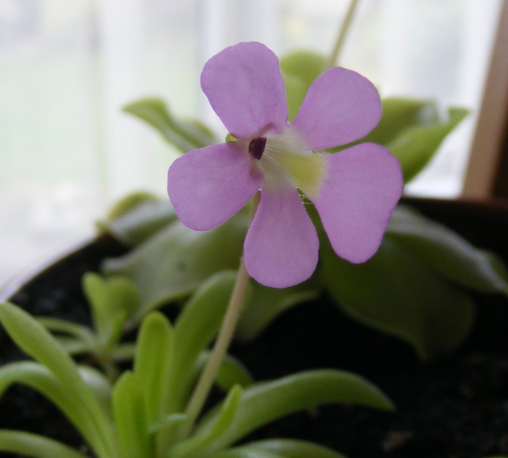 Pinguicula gracilis x moctezumae hibridas