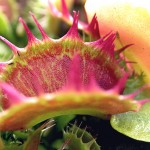 Dionaea muscipula 'Fused'