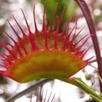 Dionaea muscipula clonas D