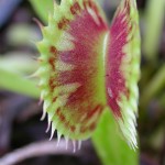Dionaea muscipula 'Virus'