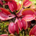 Dionaea muscipula 'Red Dentate'