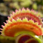 Dionaea muscipula 'Dentate'