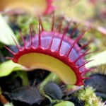 Dionaea muscipula