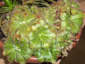 Drosera aliciae (C) Ingrida Bielskiene