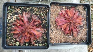 Drosera aliciae pažeista amarų
