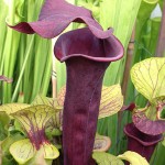 Sarracenia black red tube