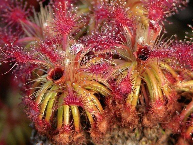 Carnivorous Plants and their Habitats 10