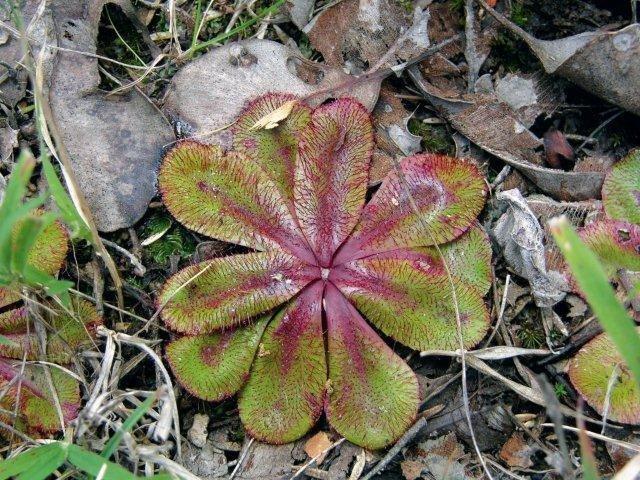 Carnivorous Plants and their Habitats 6