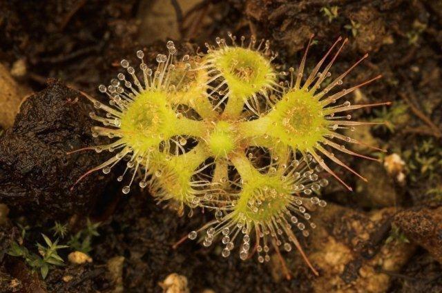 Carnivorous Plants and their Habitats 7