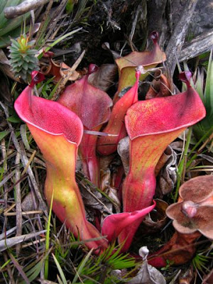 Pitcher Plants of the Americas 2