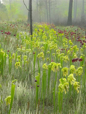 Pitcher Plants of the Americas 3