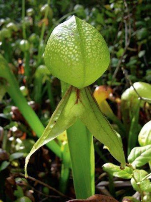 Sarraceniaceae of North America 2