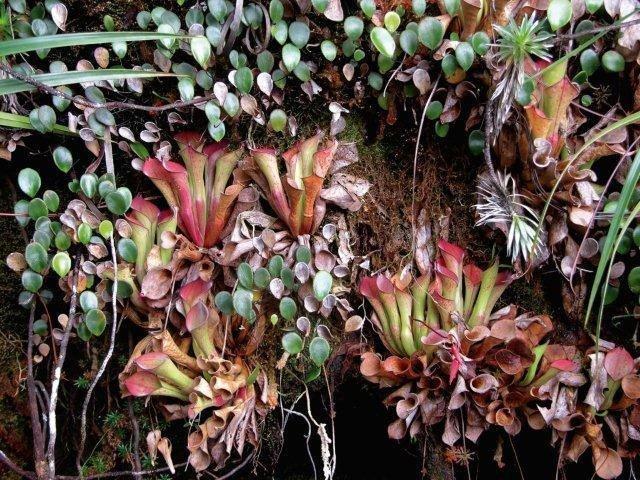 Sarraceniaceae of South America 3