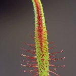 Capensis lapas