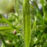 Drosera capensis 'Alba'