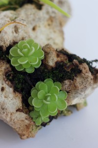 Pinguicula jaumavensis
