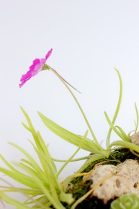 Pinguicula moctezumae