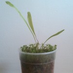 Utricularia longifolia, 2012-08-15