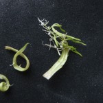 Utricularia graminifolia