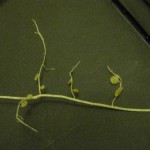 Utricularia nelumbifolia x reniformis
