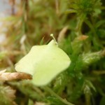 Utricularia nelumbifolia x reniformis