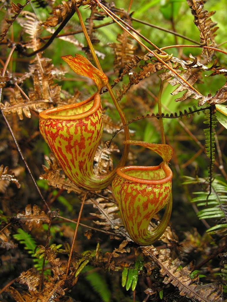 Nepenthes pitopangii