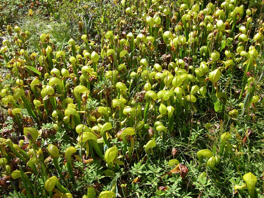 Naturaliomis sąlygomis auganti D. californica (Oregono valstija, JAV)