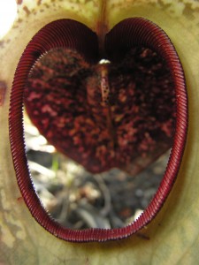 Nepenthes klossii