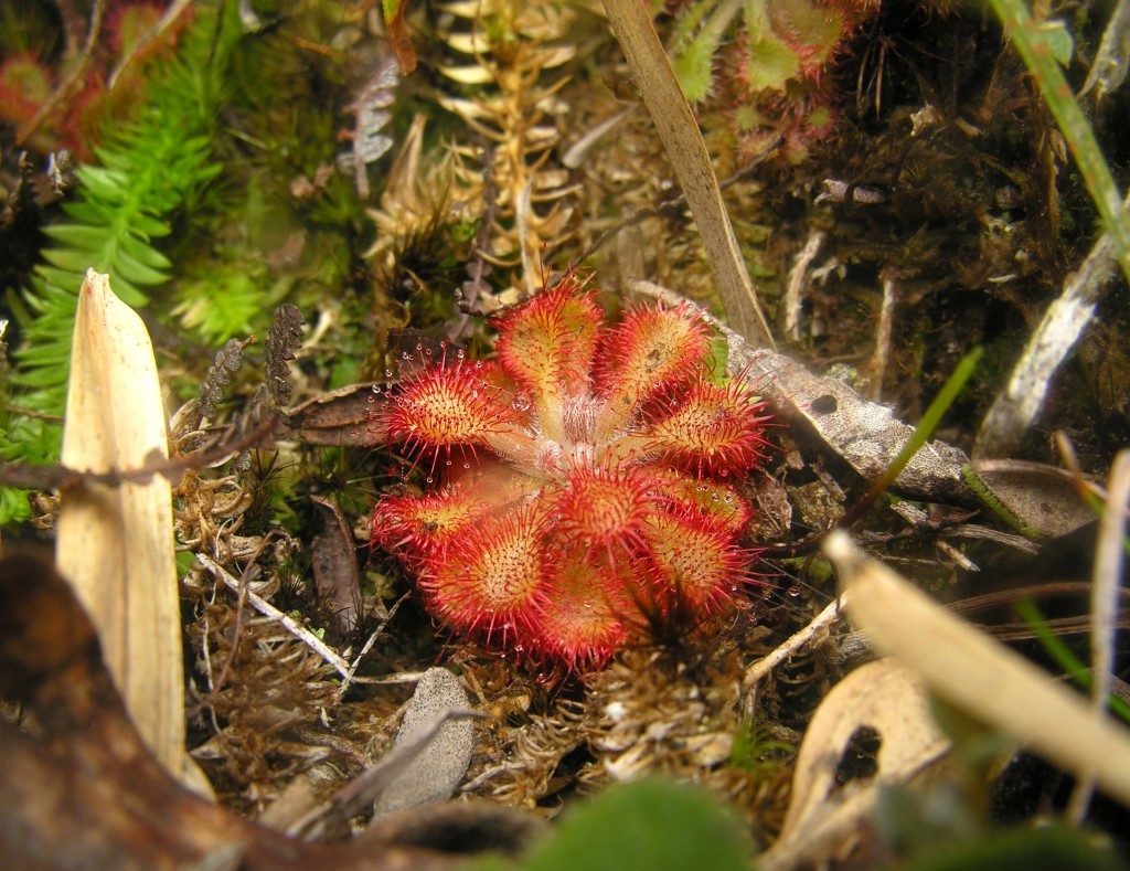 Kompaktiška Drosera natalensis lapų skrotelė