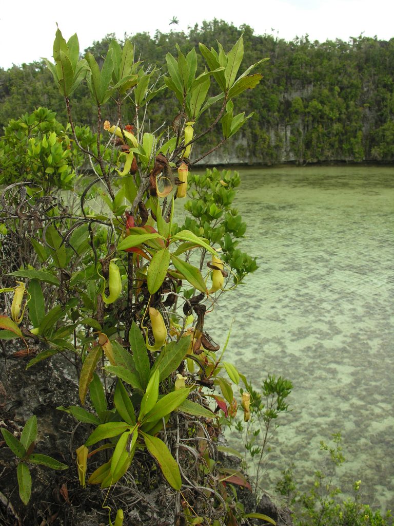 Galimai nauja ąsotenių rūšis auganti ant kalkingų skardžių Misool, Papua
