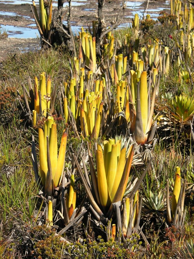 Brocchinia hechtioides – įspūdingas talpyklinis bromelijinis Venezuela